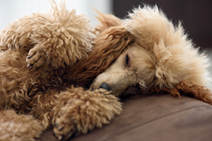 Curly haired dog how to groom